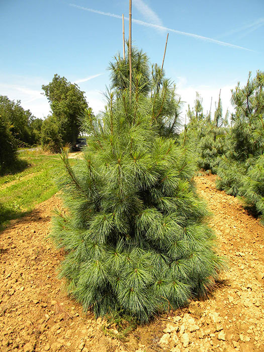 PINUS-WALLICHIANA-ISO