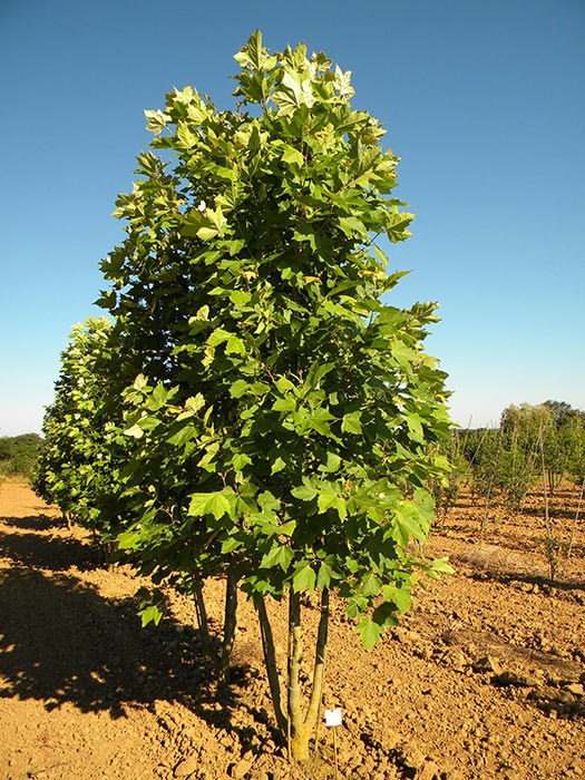 PLATANUS-ORIENTALIS-ISO-cepees