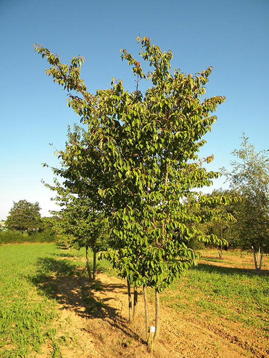 PRUNUS-SARGENTII-ISO-cepees