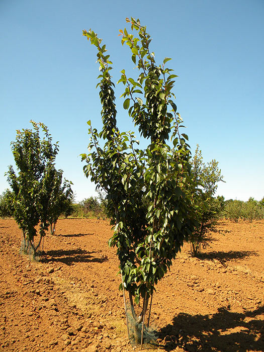 PRUNUS-SERRULATA-KANZAN-ISO-cepees