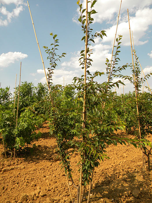 PRUNUS-SUBHIRTELLA-AUTUMNALIS-ISO-cepees