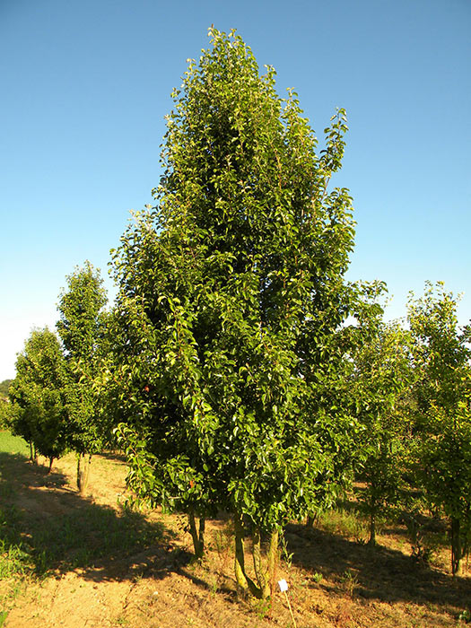 PYRUS-CALLERYANA-CHANTICLEER-ISO-cepees