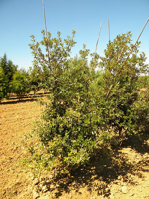 QUERCUS-ILEX-ISO-cepees