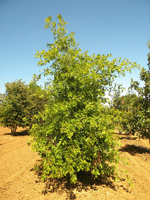 QUERCUS-PALUSTRIS-ISO-cepees