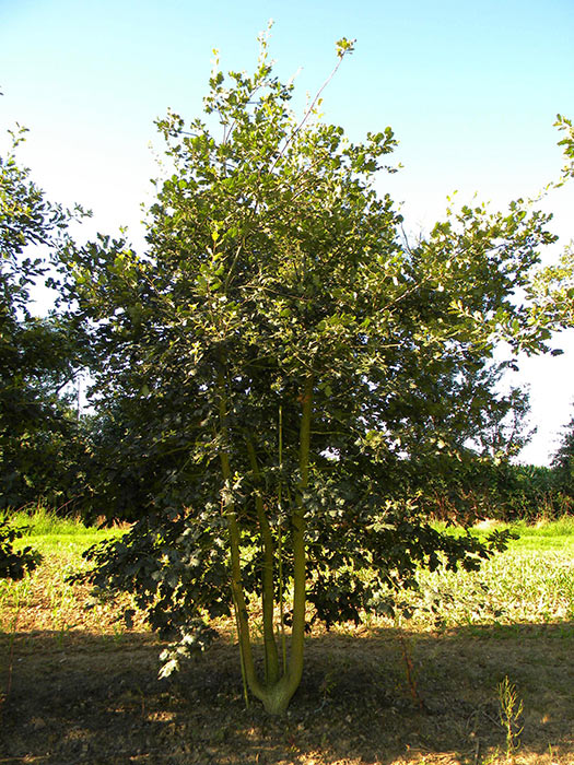 QUERCUS-PUBESCENS-ISO-cepees