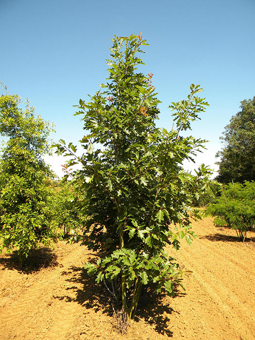 QUERCUS-RUBRA-ISO-cepees