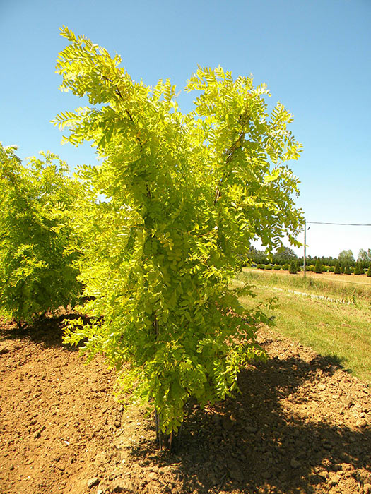 ROBINIA-PSEUDOACACIA-FRISIA-ISO-cepees