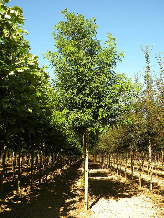 ROBINIA-PSEUDOACACIA-UNIFOLIOLA-ISO