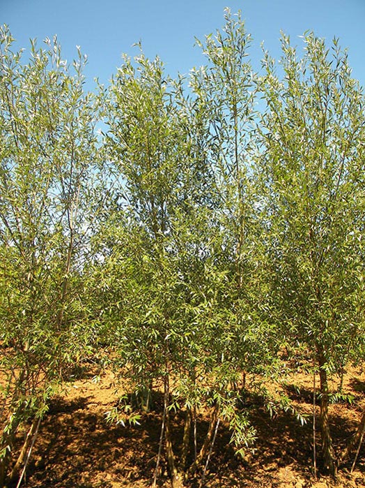 SALIX-ALBA-LIEMPDE-ISO-cepees