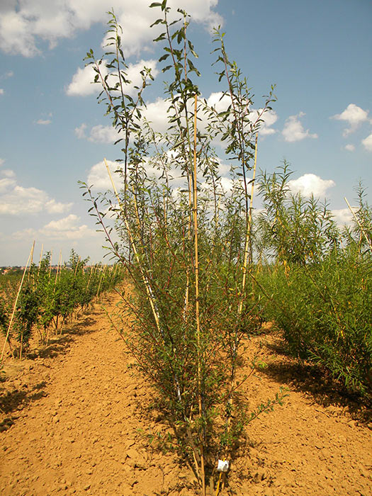 SALIX-DAPHNOIDES-ISO-cepees