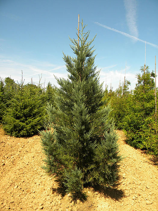 SEQUOIADENDRON-GIGANTEUM-GLAUCUM-ISO