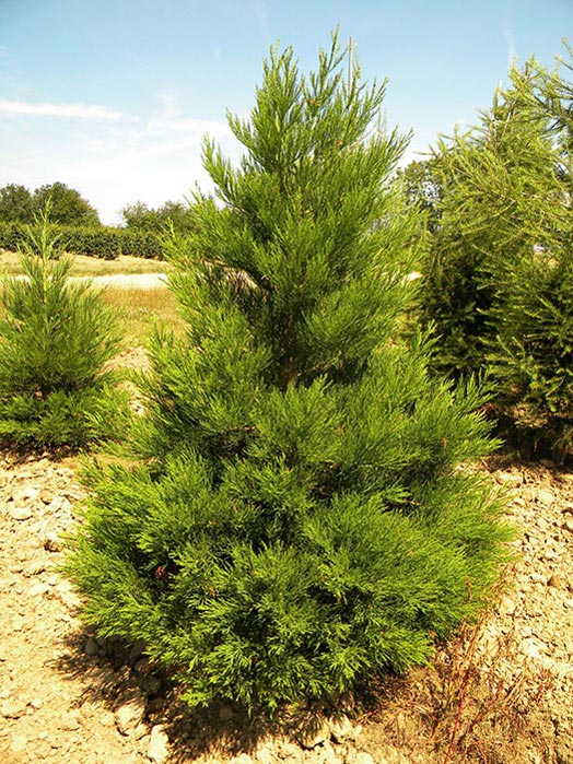 SEQUOIADENDRON-GIGANTEUM-ISO1