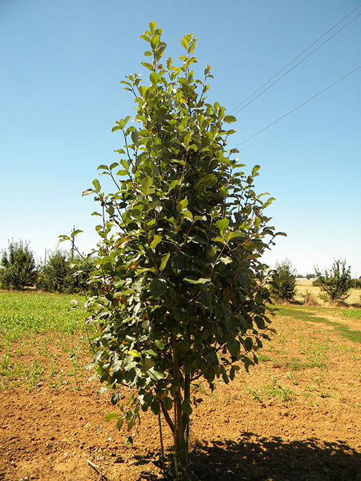 SORBUS-ARIA-ISO-cepees