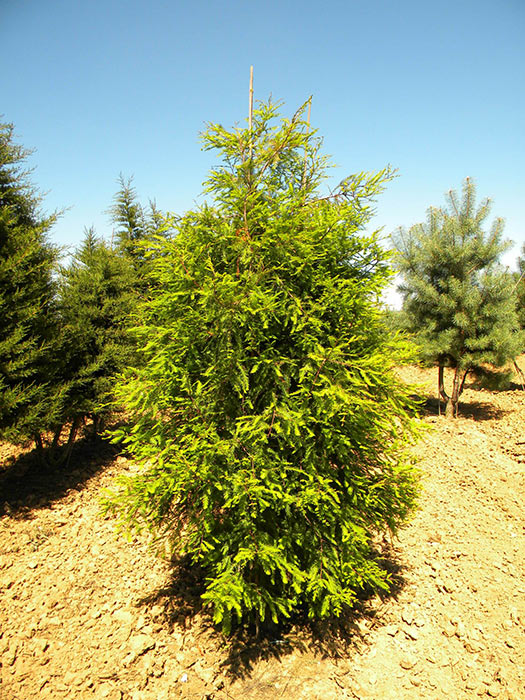 TAXODIUM-DISTICHUM-ISO