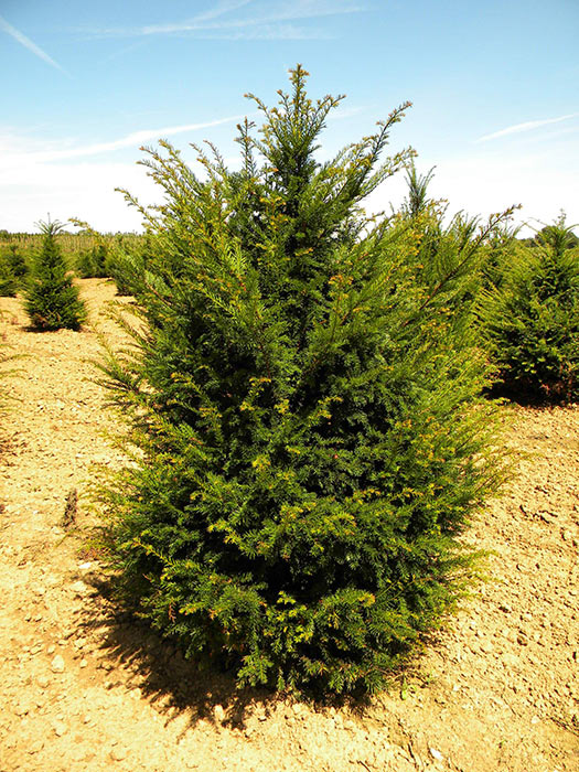 TAXUS-BACCATA-ISO