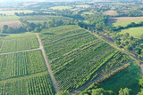 25-06-2024 DRONE Arbustes treu  (2)