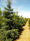 ABIES-CONCOLOR-GR