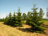 ABIES-NORDMANNIANA-GR