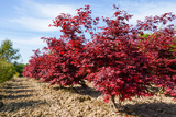 Acer palmatum Atropurpureum cépée