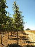 ACER-CAMPESTRE-ISO1