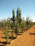 ACER-CAPPADOCICUM-RUBRUM-GR-cepees