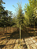 ACER-MONSPESSULANUM-ISO