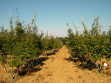 ACER-PALMATUM-GR-cepees