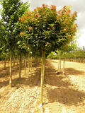 ACER-PLATANOIDES-GLOBOSUM-ISO