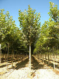 ACER-PLATANOIDES-ISO