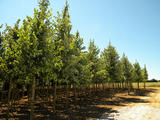 ACER-SACCHARINUM-GR