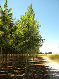 ACER-SACCHARINUM-ISO