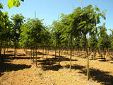 ALBIZIA-JULIBRISSIN-BOUBRI-GR1