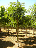 ALBIZIA-JULIBRISSIN-BOUBRI-ISO2