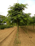 ALBIZIA-JULIBRISSIN-BOUBRI-ISO