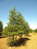 ALNUS-GLUTINOSA-GR-cepees