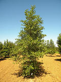 ALNUS-GLUTINOSA-ISO-cepees