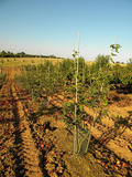 AMELANCHIER-CANADENSIS-GR2-cepees