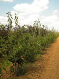 AMELANCHIER-CANADENSIS-GR-cepees