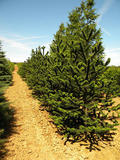 ARAUCARIA-ARAUCANA-GR