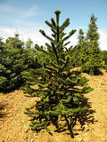 ARAUCARIA-ARAUCANA-ISO