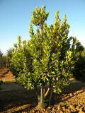 ARBUTUS-UNEDO-ISO1-cepees