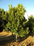 ARBUTUS-UNEDO-ISO2-cepees