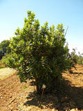 ARBUTUS-UNEDO-ISO-cepees