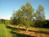 BETULA-PENDULA-GR-cepees