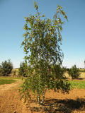 BETULA-PENDULA-ISO2-cepees