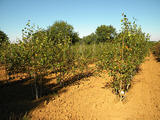 BETULA-UTILIS-DOORENBOS-GR-cepees