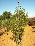 BETULA-UTILIS-DOORENBOS-ISO-cepees