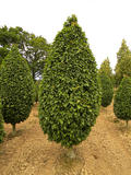 CARPINUS-BETULUS-COLUMNARIS-ISO