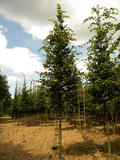 CARPINUS-BETULUS-ISO