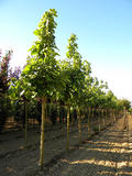 CATALPA-BIGNONIOIDES-GR